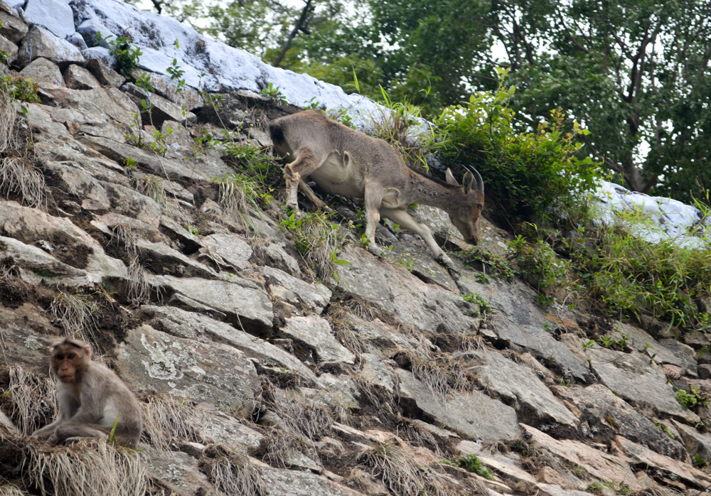 Nilgiri Tahr !! Woo