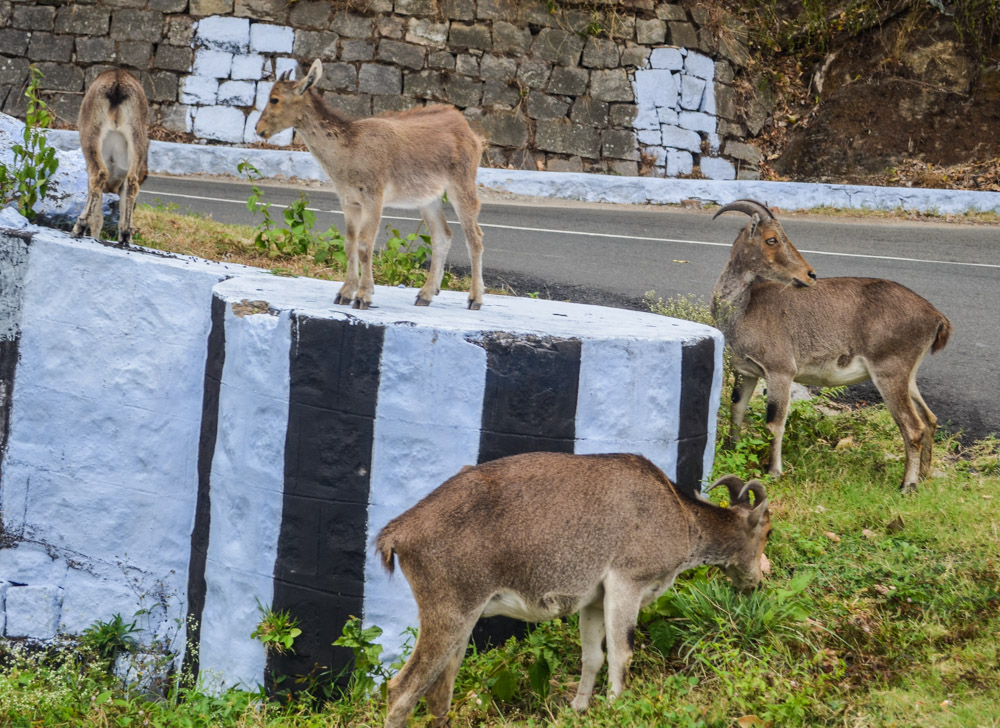 Nilgiri Tahr