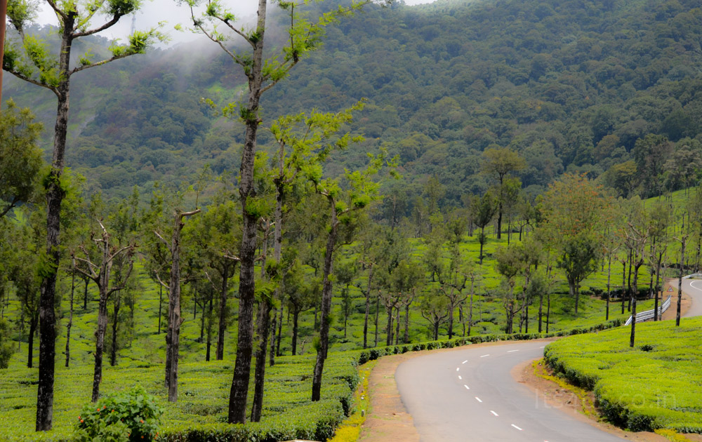 Lovely road passing through tea fields